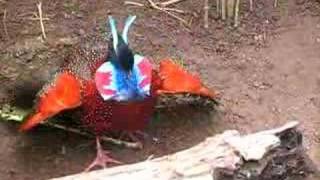 frontal courtship of a tragopan satyra [upl. by Anoli23]