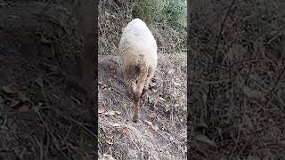 Naveed vlogs funny sheeps youtubeshorts reels viralvideo [upl. by Annehsat995]