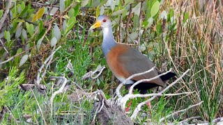 Russetnaped Wood Rail in Mexico [upl. by Anyaj]