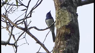 Leaden Flycatchers in the Moggill Forest [upl. by Nirb805]