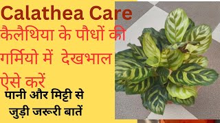 How To Care Calathea Plant In Summerकैलेथिया के पौधों की देखभाल ऐसे करें खराब नहीं होंगे l [upl. by Neale]