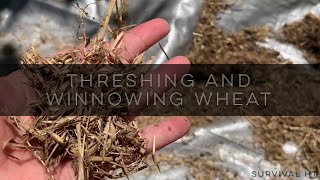 Hand Threshing and Winnowing Garden Wheat [upl. by Ralf]