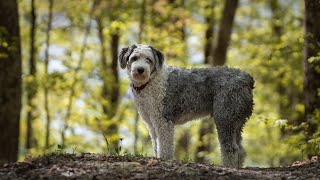 Comparing Old English Sheepdog vs Border Collie Breed Comparison [upl. by Ahseital476]