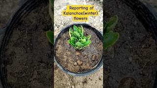 Kalanchoe plant🌱 winter flower🌺 reportingwinterfloweringplant [upl. by Flore]