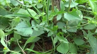 Medicinal Plant  Cupids Shaving Brush  Lilac Tasselflower  Emilia Sonchifolia [upl. by Tnaryb815]