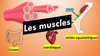 Les Muscles [upl. by Tobye]