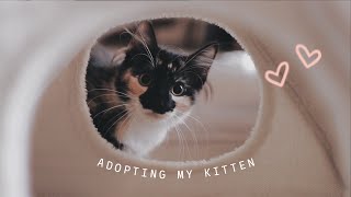 😽 EVERYTHING I WISH I KNEW BEFORE ADOPTING A KITTEN [upl. by Gwenneth]