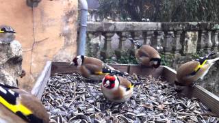 Magnifique vidéo de Chardonneret élégant en liberté  European Goldfinch [upl. by Faxun]