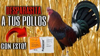 El Uso del PANACUR  Como DESPARASITAR a tus Pollos  Gallos Finos🐓 [upl. by Meda311]