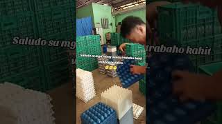 Ibaan Batangas eggs farm shortvideo [upl. by Giselbert364]