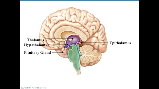 Thalamus and epithalamus overview and applied physiology [upl. by Ahseihs140]