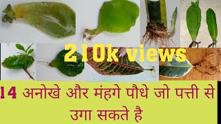 Top 14 leaf propagated plants14अनोखे और मंहेगे पौधे जो पत्ती से भी लगा सकते हैं grow from leaf🌱🌿 [upl. by Neddy741]