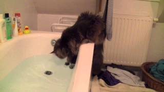 Maine Coons are playing with water [upl. by Suzzy946]