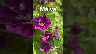 Mallow or mallow lat Málva is a genus of herbaceous plants of the Malvaceae family Malvaceae [upl. by Rhett918]