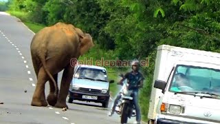 Elephants on the Kataragama road being loaded onto vehicles [upl. by Hadeehsar]