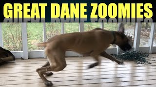 Crazy Great Dane Zoomies  Magic And Finn The Great Danes [upl. by Eikcim457]