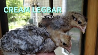 Crested Cream Legbar 4WeekOld Chicks [upl. by Tterrej862]