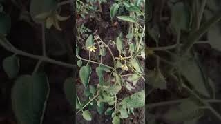 টমেটোSolanum lycopersicum nature beautiful amazing beauty flowers fruit vegetables food ফল [upl. by Accebar37]