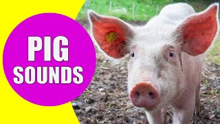 PIG SOUNDS  Squeaking Oinking and Grunting Noises of Pigs [upl. by Dyanna]