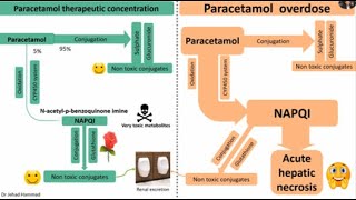 Paracetamol Acetaminophen hepatotoxicity and its management [upl. by Bergren]