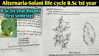 Fungi Alternariasolani life cycle Early Blight of Potato  BSc first year botany 1st semester [upl. by Guidotti]