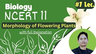 NCERT Class 11 Biology Chapter 5 Morphology of Flowering Plants  Full Chapter Explanation [upl. by Swen]