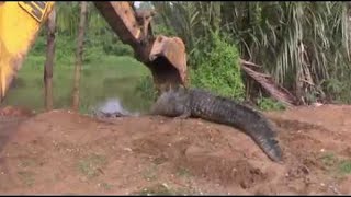 Giant Crocodile in Sri Lanka Rescued and Released  ViralHog [upl. by Suravat783]