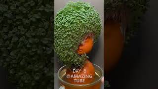 Chia seed growing hometimelapse [upl. by Pish]