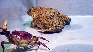 Asian Bullfrog With Big Crab And Mouse Asian Bullfrog Live Feeding [upl. by Noivart]