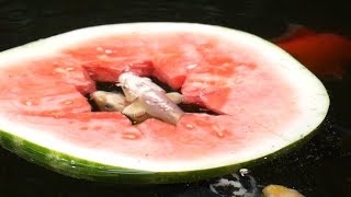 How to Train Koi Fish to Eat Watermelon [upl. by Roath]