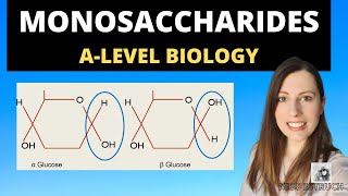 Monomers Polymers and Monosaccharides Alevel biology Biological Molecules topic [upl. by Petulah]