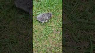 Cute European Starling Sturnis Vulgaris fledglings have left the nest birds fledgling wildlife [upl. by Neumann]