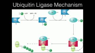 Ubiquitination of Damaged Proteins [upl. by Hutt]