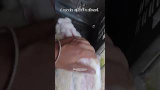 Mites 🪲🪲 Attack Can Be Fatal 🙁🙁  shortsnatureanimaltrendingrabbitpetsmitesdiseasevideo [upl. by Sillihp853]