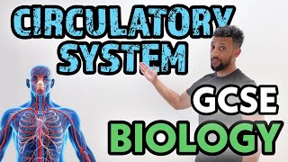 GCSE Biology  Circulatory System Rap [upl. by Clough]