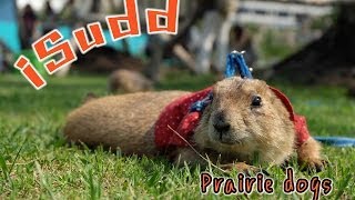 กระรอกดิน Prairie dog [upl. by Kendyl]