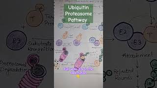 Ubiquitin Proteasome Pathway Shorts youtubeshorts shortsfeed biology csirnet BioBookie [upl. by Erehs]