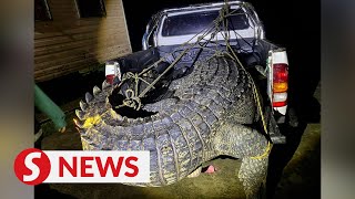 Monster croc killed in Lahad Datu [upl. by Theran]