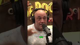 Joe Rogan Absolutely Unbelievable Story Lions Run The World [upl. by Naeerb550]