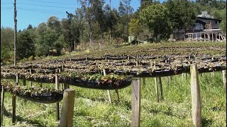 Árboles para recuperación de agua y suelo  La Finca de Hoy [upl. by Claudelle]