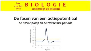 De fasen van een actiepotentiaal [upl. by Amy]