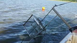 Dipping up crabs on the Choptank River [upl. by Chancellor]