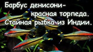 Барбус денисони Красивая стайная рыбка Содержание барбуса в аквариуме [upl. by Ingamar203]