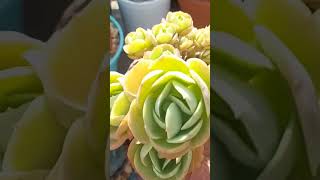 ECHEVERIA MANDALA CITRUS monicasuculentaecia coloniasdesuculentas shortsyoutube [upl. by Bollay252]