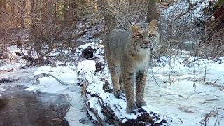 Bobcat at Whatelys Great Swamp 12424 [upl. by Claretta953]