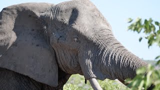 African Safari Documentary  Gonarezhou National Park Zimbabwe 2019 [upl. by Nnaxor582]