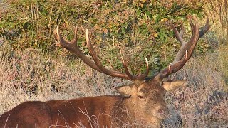 HUGE Wild Stags Rutting Season [upl. by Saberio648]