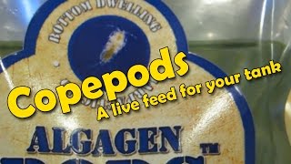 How to add AlgaGen Copepods to your Reef Tank [upl. by Cooe]