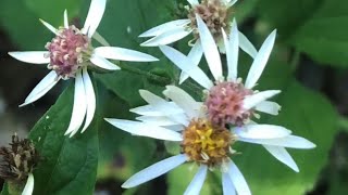 white wood aster eurybia divaricatus [upl. by Iran]