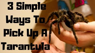 3 ways to pick up a tarantula [upl. by Perceval]